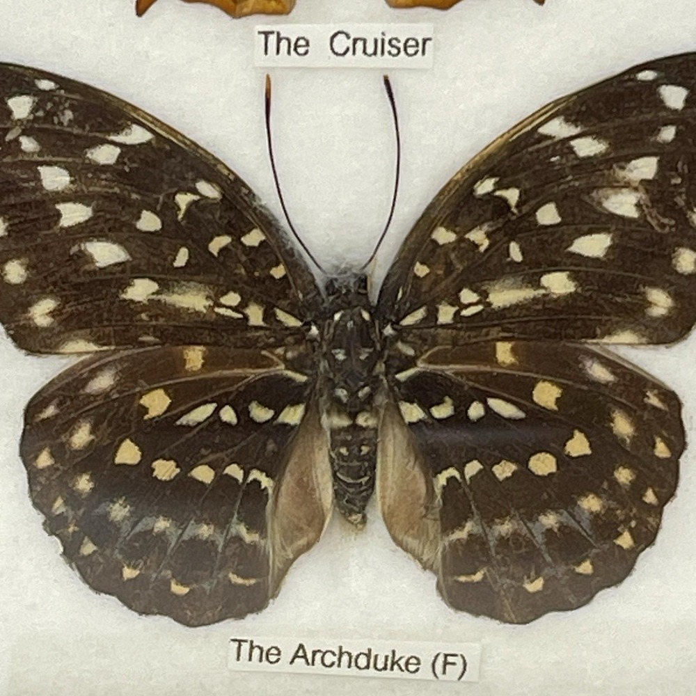 REAL LIFE: Framed Butterflies Specimens Common Tiger Cruiser Archduke 8" Vintage - Picture 5 of 12